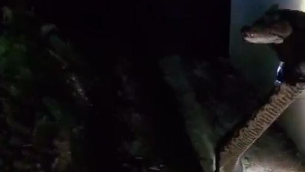 Tim Damkar Kota Semarang saat mengevakuasi seekor ular piton di semak belakang asrama mahasiswa Unnes, Kamis (16/4/2026) malam.