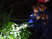 Mahasiswa Pergoki Piton 2,5 Meter di Semak Belakang Asrama Unnes