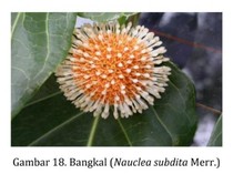 Ini Bangkal, Tanaman Tradisional yang Jadi Identitas Banjarbaru