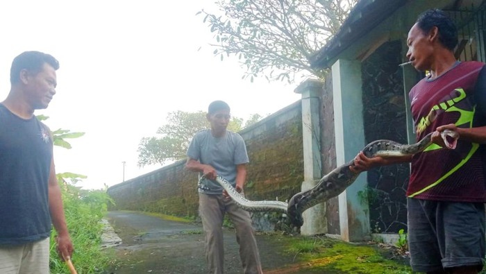 Ular ditangkap di Desa Turus, Kecamatan Polanharjo, Klaten, Jumat (17/4/2026).