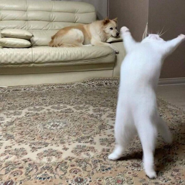 Butuh Hiburan? 15 Foto Ini Bisa Jadi Penawar Sisi Negatifnya Media Sosial