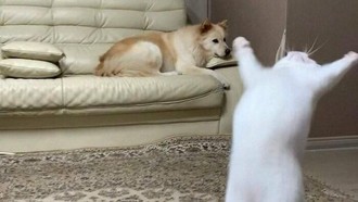 Butuh Hiburan? 15 Foto Ini Bisa Jadi Penawar Sisi Negatif Media Sosial