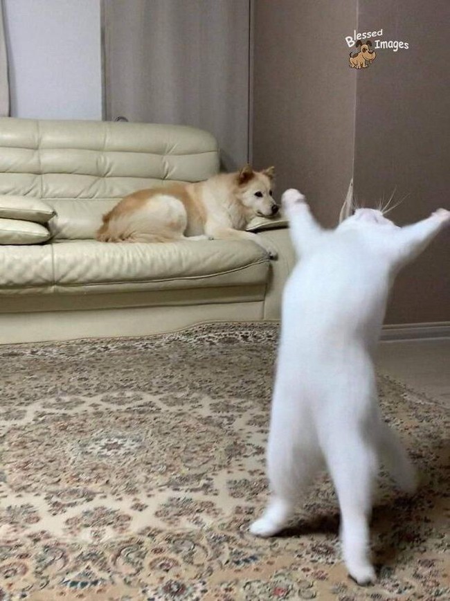 Butuh Hiburan? 15 Foto Ini Bisa Jadi Penawar Sisi Negatifnya Media Sosial