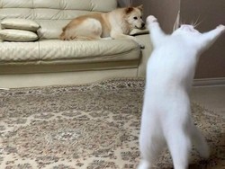 Butuh Hiburan? 15 Foto Ini Bisa Jadi Penawar Sisi Negatif Media Sosial