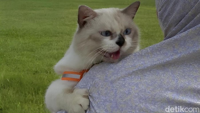 Ilustrasi kucing