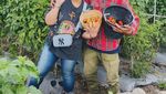Isa Bajaj Buka Warung Tempong, Pakai Tomat hingga Kol Kebun Sendiri