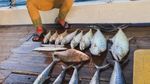 Isa Bajaj Buka Warung Tempong, Pakai Tomat hingga Kol Kebun Sendiri