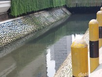 Video: Ngecek Lagi Ikan Sapu-sapu di Depan Kali PI, Masih Ada Gak Ya?