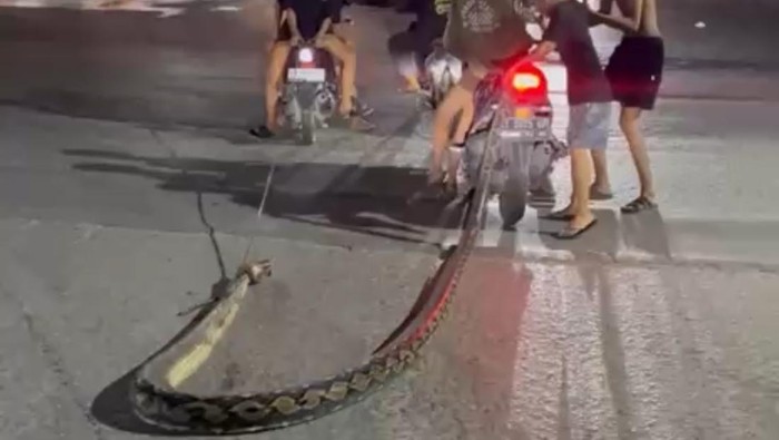 Momen bangkai ular piton sepanjang 6 meter diseret sejumlah remaja di Kendari.