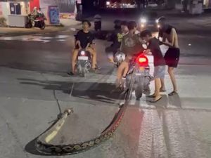 Momen Bangkai Ular Piton 6 Meter Diseret Pakai Motor di Jalanan Kendari