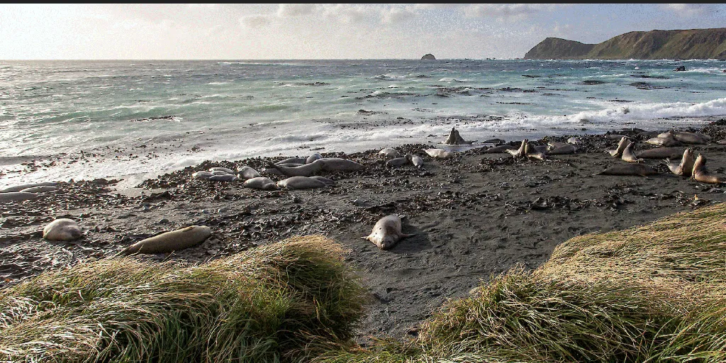 , Pulau Macquarie di kawasan sub-Antartika