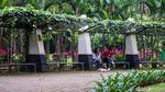 Taman Tabebuya Jadi Ruang Santai di Tengah Kota