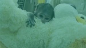 Video: Mirip Punch! Bayi Monyet Yuji Peluk Boneka Teddy