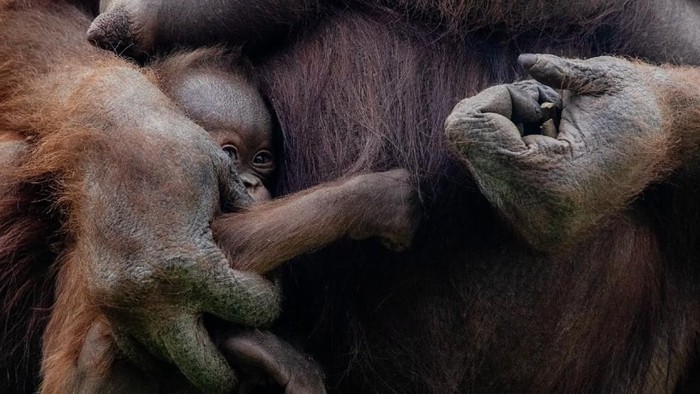 Bayi Orang Utan Kalimantan Lahir di Madrid
