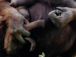 Cara Orang Utan Bahagiakan Anaknya