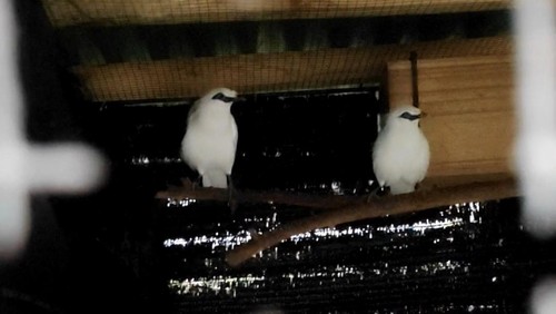 Burung jalak Bali di penangkaran Kelompok Kehati Pertiwi Lestari, Desa Bongkasa Pertiwi, Kecamatan Abiansemal, Badung, Kamis (9/4/2026). (Agus Eka/detikBali)