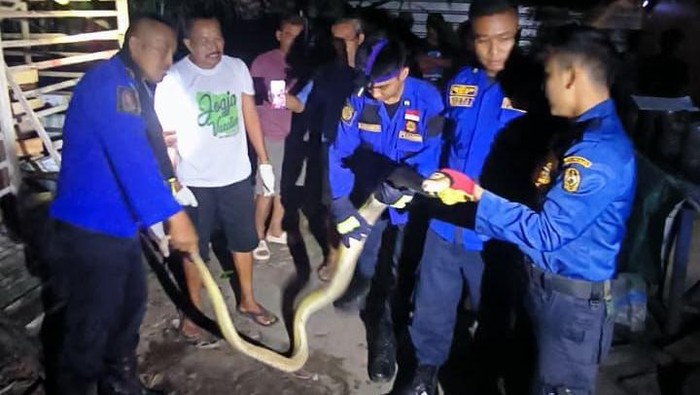 Ular piton sepanjang 3 meter dievakuasi dari halaman rumah warga Kampung Jenggotan, Bumijo, Jetis, Kota Jogja, Sabtu (18/4) malam.