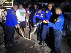 Hiii! Ular Piton 3 Meter Gigit Petugas Damkar di Bumijo Jogja