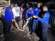Hiii! Ular Piton 3 Meter Gigit Petugas Damkar di Bumijo Jogja