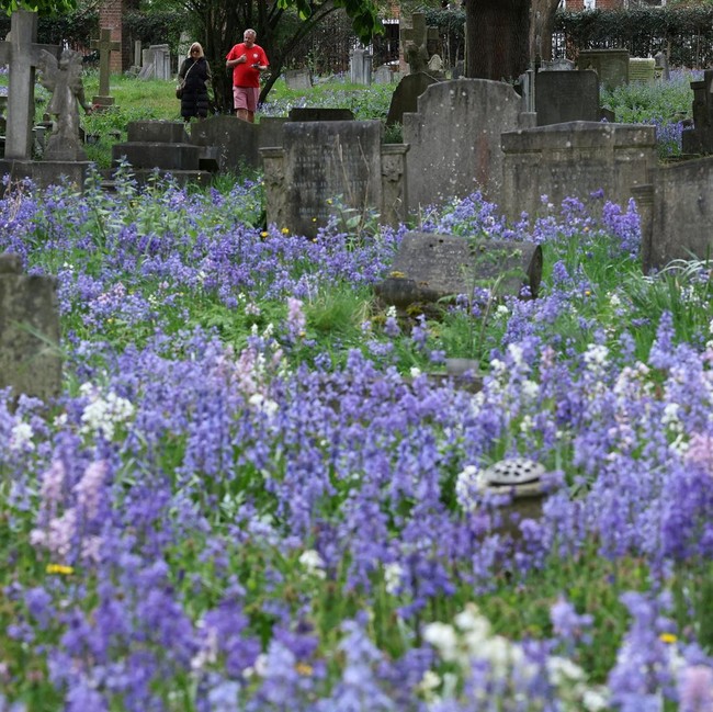 Hamparan Bluebell Mekar Hiasi Pemakaman Mortlake