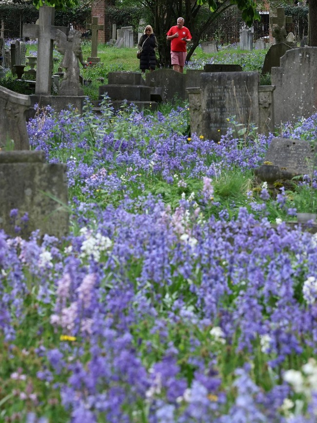 Hamparan Bluebell Mekar Hiasi Pemakaman Mortlake