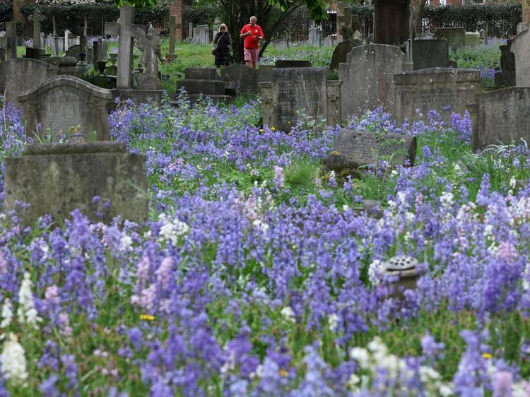 Hamparan Bluebell Mekar Hiasi Pemakaman Mortlake