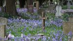 Hamparan Bluebell Mekar Hiasi Pemakaman Mortlake