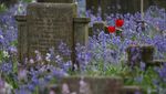 Hamparan Bluebell Mekar Hiasi Pemakaman Mortlake