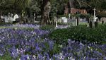 Hamparan Bluebell Mekar Hiasi Pemakaman Mortlake