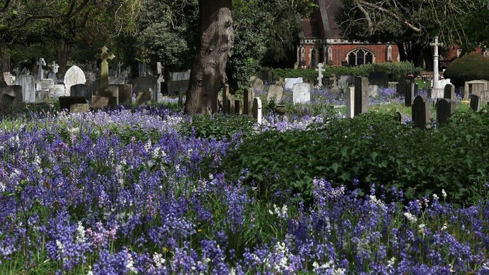 Thousands of wildflowers, including bluebells, grow amongst graves in Mortlake Cemetery, in London, Britain, April 13, 2026. REUTERS/Toby Melville