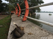 Jejak Wisata yang Memudar di Situ Cipondoh Tangerang