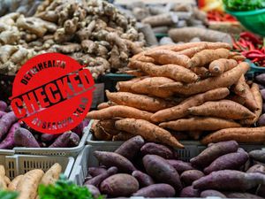 Ubi Vs Nasi Putih, Mana yang Lebih Diet Friendly? Ini Komparasi Gizinya