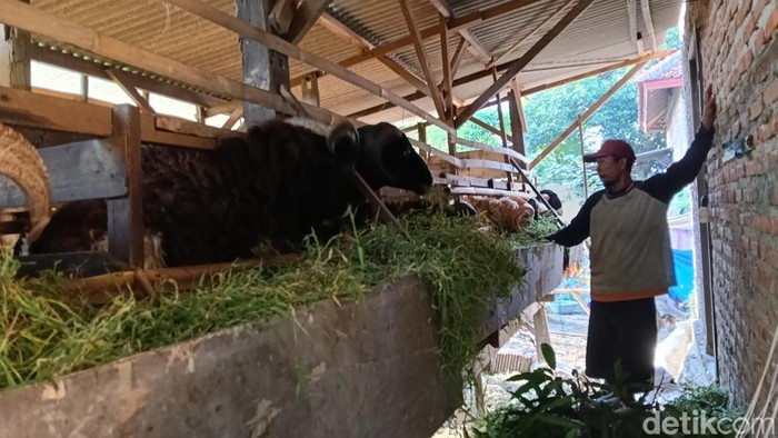 Nurkidin saat melakoni aktivitas ngangon kambing