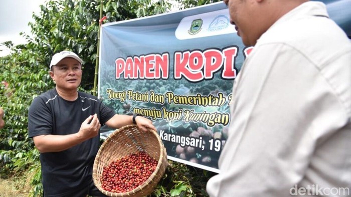 Penen kopi Arabika di Desa Karangsari Kuningan