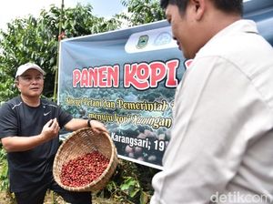 Dulu Dicibir, Kini Kopi Arabika Karangsari Kuningan Mendunia