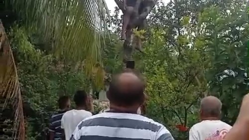 Petani tewas tersengat listrik saat memotong daun lamtoro di Desa Tesbatan 1, Kecamatan Amarasi, Kabupaten Kupang, NTT, Sabtu (18/4/2026). (Dok. Polres Kupang).
