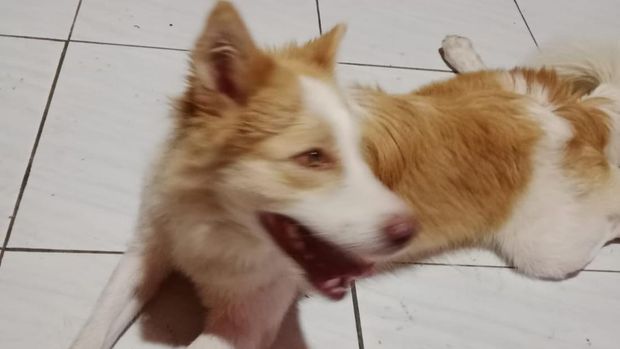 Piyo, anjing milik warga Dusun Bandungan, Desa Pasung, Kecamatan Wedi, Klaten, yang hilang dan dicari pemiliknya. Diunggah Minggu (19/4/2026).