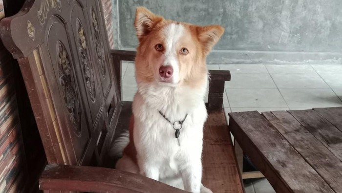 Piyo, anjing milik warga Dusun Bandungan, Desa Pasung, Kecamatan Wedi, Klaten, yang hilang dan dicari pemiliknya. Diunggah Minggu (19/4/2026).