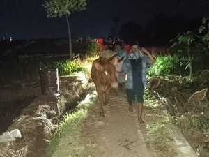 Sapi Curian Ditemukan Terikat di Pohon Pisang Probolinggo