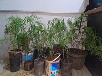Tanam Ganja di Dapur Rumah, Petani di Sumsel Ditangkap