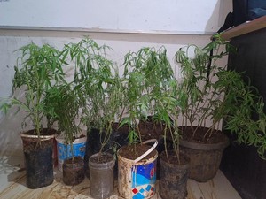Petani di Empat Lawang Ditangkap karena Tanam Ganja di Dapur Rumahnya