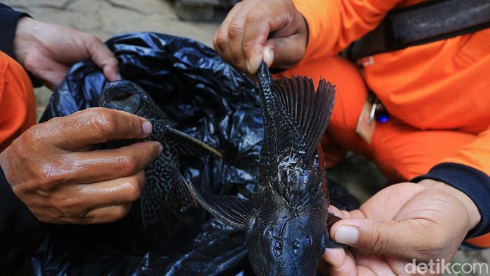 Petugas Penanganan Prasarana dan Sarana Umum (PPSU) melakukan penangkapan ikan sapu-sapu di anak Kali Ciliwung, Matraman, Jakarta, Senin (20/4/2026). Gubernur DKI Jakarta Pramono Anung Wibowo berencana membentuk petugas penyedia jasa lainnya perorang