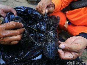Ini Kandungan Gizi Ikan Sapu-sapu, Tapi Warga RI Nggak Disarankan Konsumsi