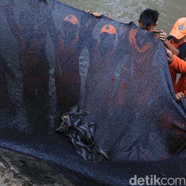 Ancaman Ikan Invasif, Jakarta Siapkan Tim Khusus Pemburu Ikan Sapu-sapu