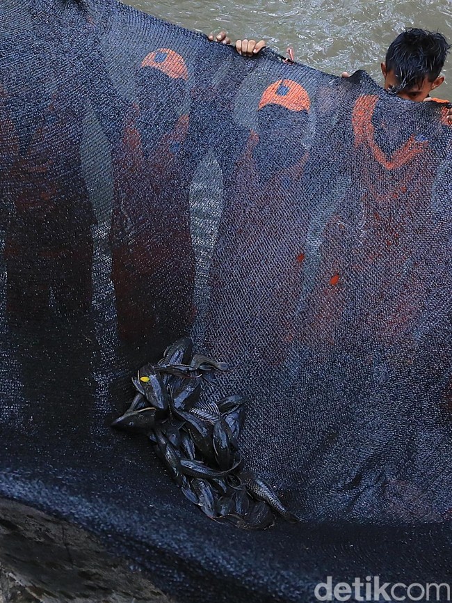 Ancaman Ikan Invasif, Jakarta Siapkan Tim Khusus Pemburu Ikan Sapu-sapu