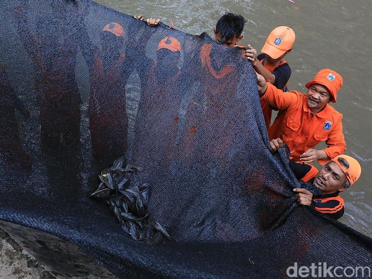 Ancaman Ikan Invasif, Jakarta Siapkan Tim Khusus Pemburu Ikan Sapu-sapu