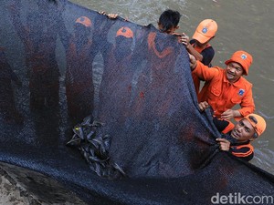 Ada Saran dari Susi, Pemprov DKI Kaji Metode Terbaik Atasi Ikan Sapu-sapu