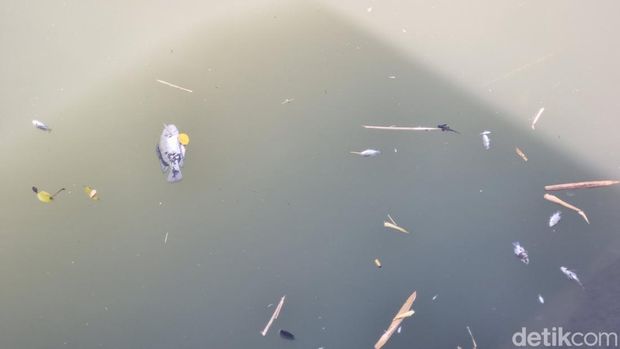 Ikan-ikan di Sungai Belik Bantul Mati Ikan-ikan yang mati dan mengapung di aliran Sungai Belik, Pandes I, Wonokromo, Pleret, Bantul, Senin (20/4/2026).