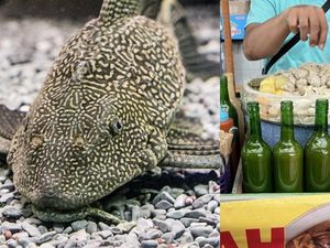 Apakah Siomay Ikan Sapu-sapu Termasuk Pengelabuan Konsumen? Begini Kata Pakar BRIN