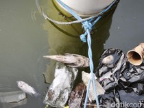 Warga Resah Ada Ikan Sapu-sapu di Polder Tawang Semarang: Rusak Pancing